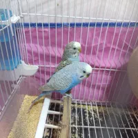 مرغ عشق با قفس و کل وسایل