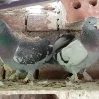 کفتر ترکیه