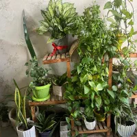 گلدان همراه استند چوبی
