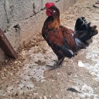 خروس گلین|حیوانات مزرعه|نوشهر, |دیوار