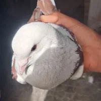 گمشد هر پیدا کرد مژده خوبی میگیرد