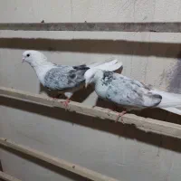 ۴تا کفتر باهم ۱ملیون