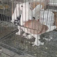 همه پرشی همه رنگ ساعت بالا