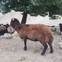 کاوه قوچ تخمی