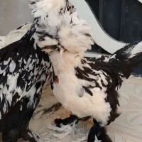 مرغ و خروس سلطان عثمانی پنگوئنی اصیل فول