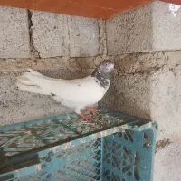 کفتر پرشی