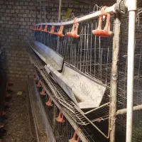 قفس مرغ تخم گذار فروشی