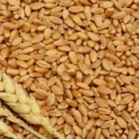 گندم درجه یک و تمیز