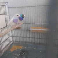 جفت فنچ گلدین ابی و سیلور خاص مولد