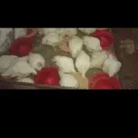 مرغ زنده