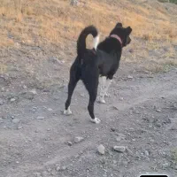 واگذاری سگ قدرجونی