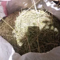 کاه خاکشیر