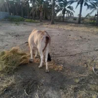 فروش گوساله آبستن  مدت مانده به زایمان20 روز
