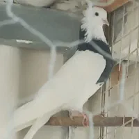 جفت طوقی
