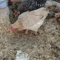 مرغ و خروس محلی