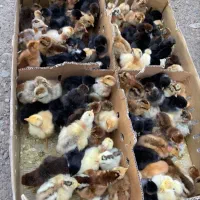 جوجه گلپایگانی و محلی