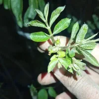 فروش نهال های گلدانی
