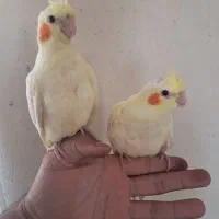 یک جفت عروس هلندی