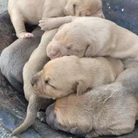 توله امریکن بولی اصیل و خالص خط خونی عالی