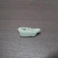 فسیل ۱۰۰۰ ساله