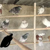 کبوتر  تیرماه