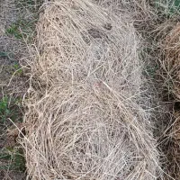 علف گاو و گوسفند