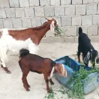 بز مری با دوتا بزغاله