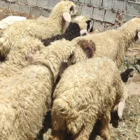 بره|حیوانات مزرعه|شیراز, بید زرد|دیوار