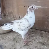 کفتر پشت سرور