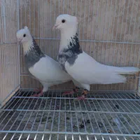 طوقی ابی المانی دم چتری انگلیسی سینه کله تکی