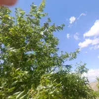 650-متر-قطعه-ویلایی-اسفهلان