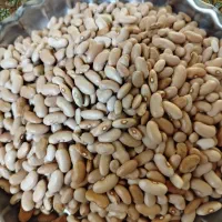 لوبیا کپسولی درجه یک بومی
