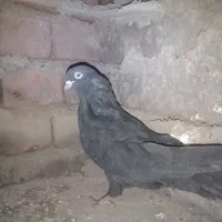 سه عدد کبوتر