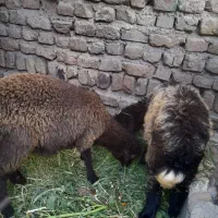 دوعددبره