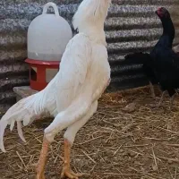 تخم مرغ اوشامو