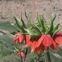 گردشگری استان چهارمحال و بختیاری