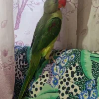شاه طوطی