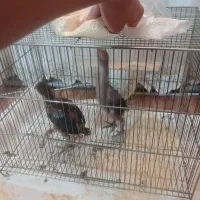 جوجه لاری افغان