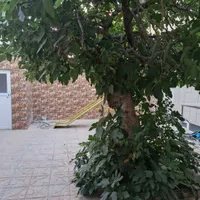 فروش خانه ویلایی ۲۰۰ متری ۲ خوابه در خیابان تالار|فروش خانه و ویلا|اصفهان, خواجه عمید|دیوار