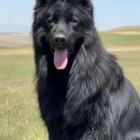 ژرمن نر برای جفت