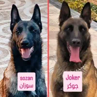 توله ۳ماهه مالینویز
