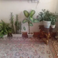 گل سالم