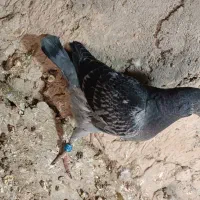 کبوتر