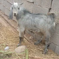مناسب قربانی ومالداری