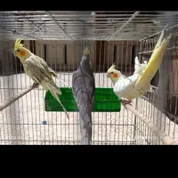 عروس هلندی خوشکل