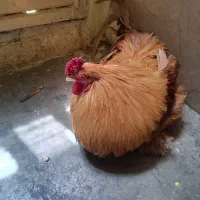 برهماه اصلی