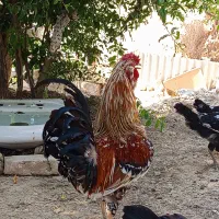خروس گلین