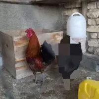 خروس چهل تاج جیرفتی اصل