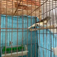 قناری ماده آماده