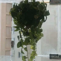 گل زینتی طبیعی